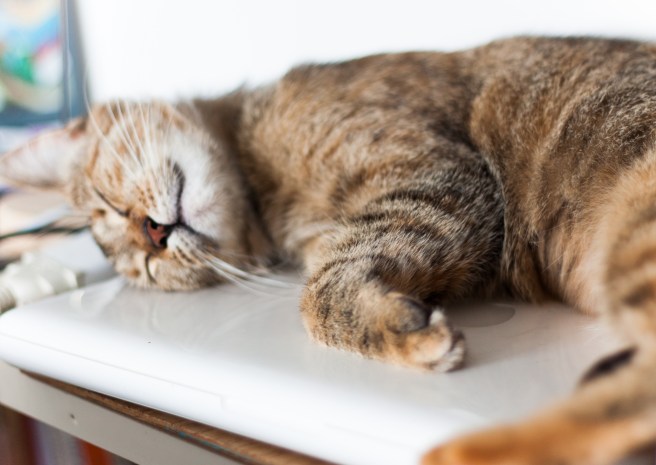 dissident sheep bijoux brodés haute couture article blog 280611 (1 sur 1)