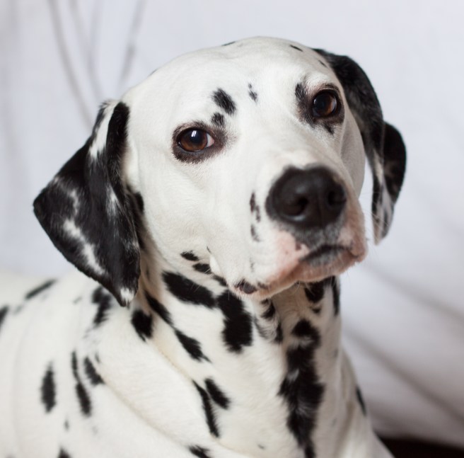 alice - pravda 2 (1 sur 1)